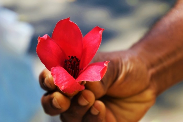 E`kzoticheskiy tsvetok v ruke makro Exotic flower in hand macro 6000  4000 700x466 Экзотический цветок в руке, макро   Exotic flower in hand, macro